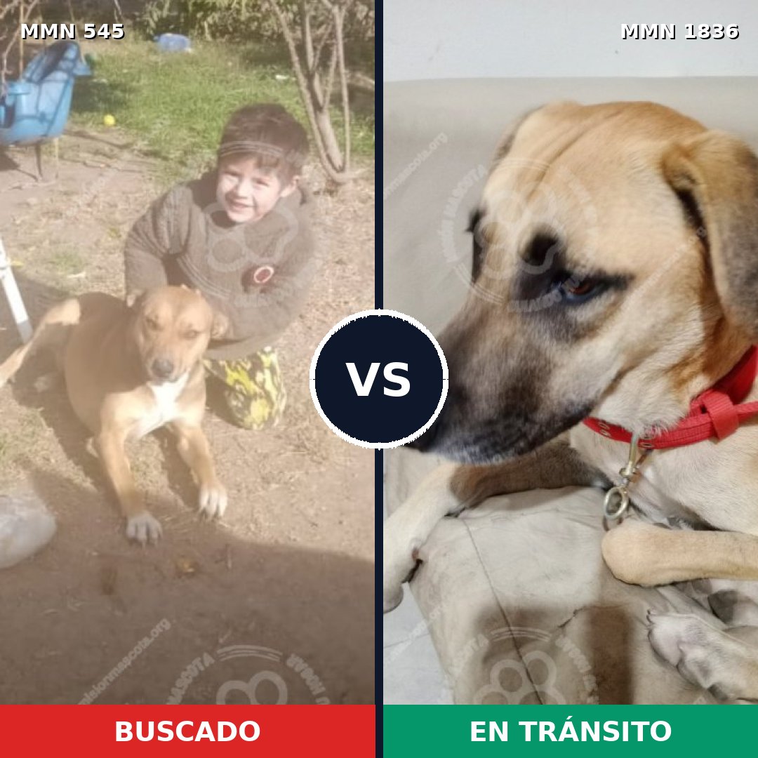 Comparativa MMS 40540: mascota perdida y mascota encontrada, 51% de similitud