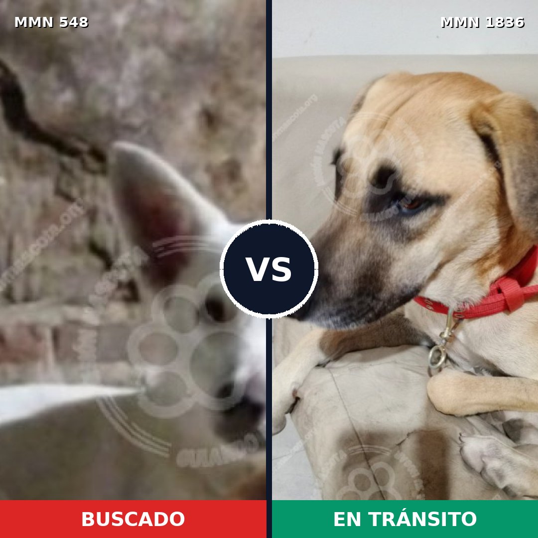 Comparativa MMS 40541: mascota perdida y mascota encontrada, 58% de similitud