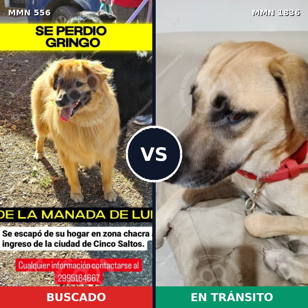 Comparativa MMS 40543: mascota perdida y mascota encontrada, 67% de similitud