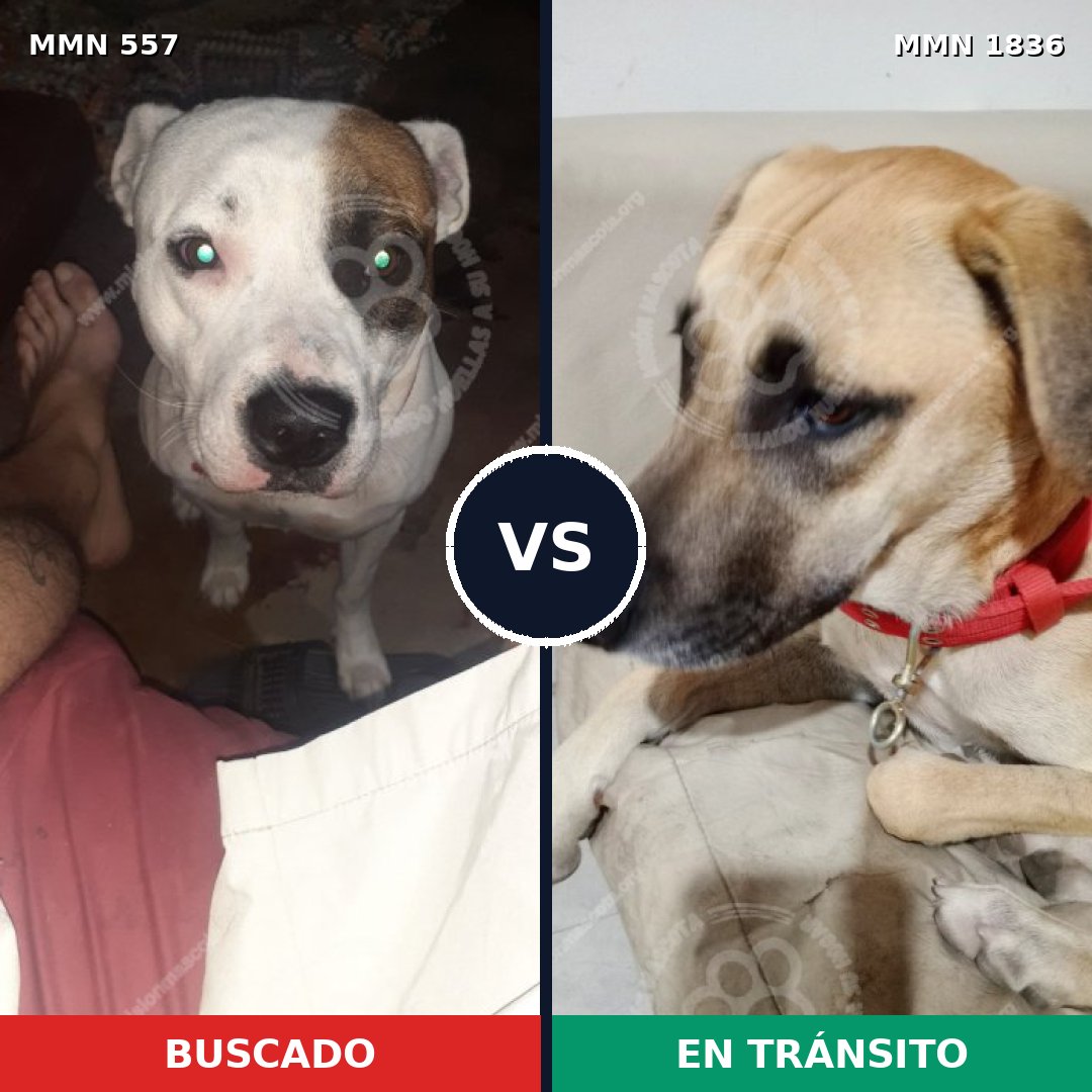 Comparativa MMS 40544: mascota perdida y mascota encontrada, 46% de similitud