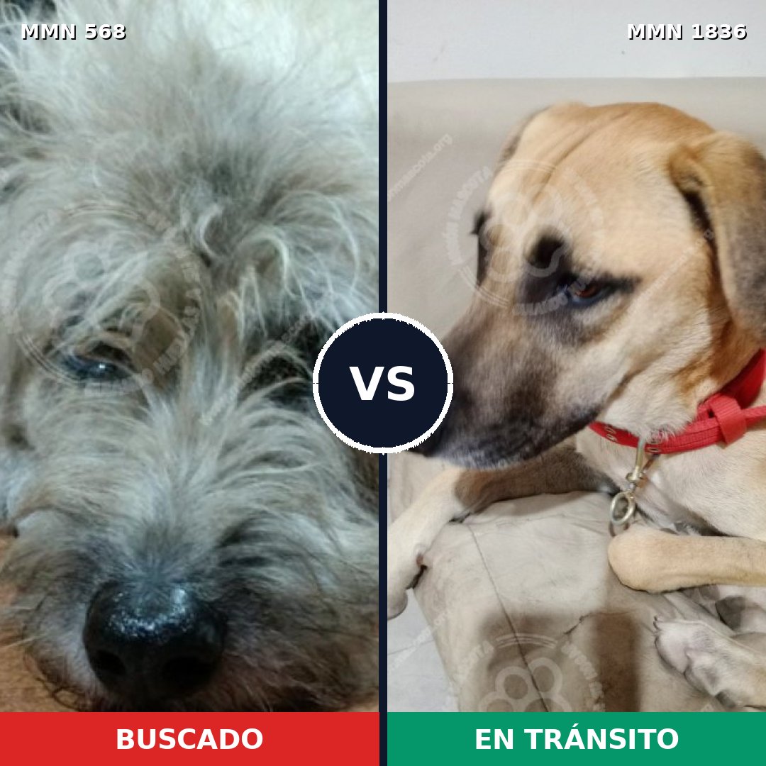 Comparativa MMS 40545: mascota perdida y mascota encontrada, 69% de similitud