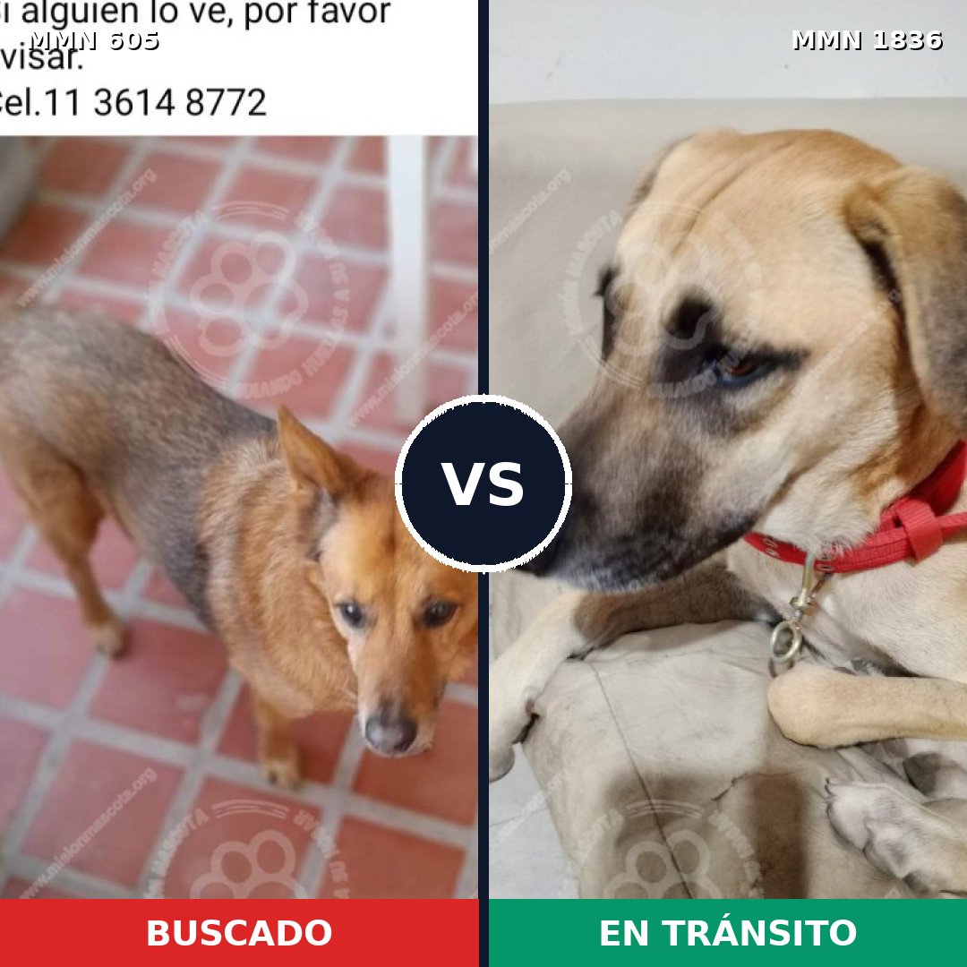Comparativa MMS 40547: mascota perdida y mascota encontrada, 73% de similitud