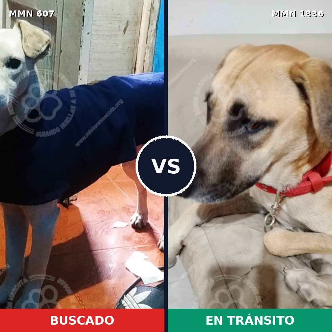 Comparativa MMS 40548: mascota perdida y mascota encontrada, 71% de similitud