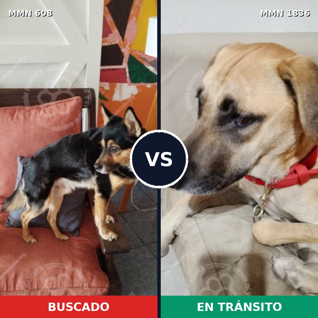 Comparativa MMS 40549: mascota perdida y mascota encontrada, 76% de similitud