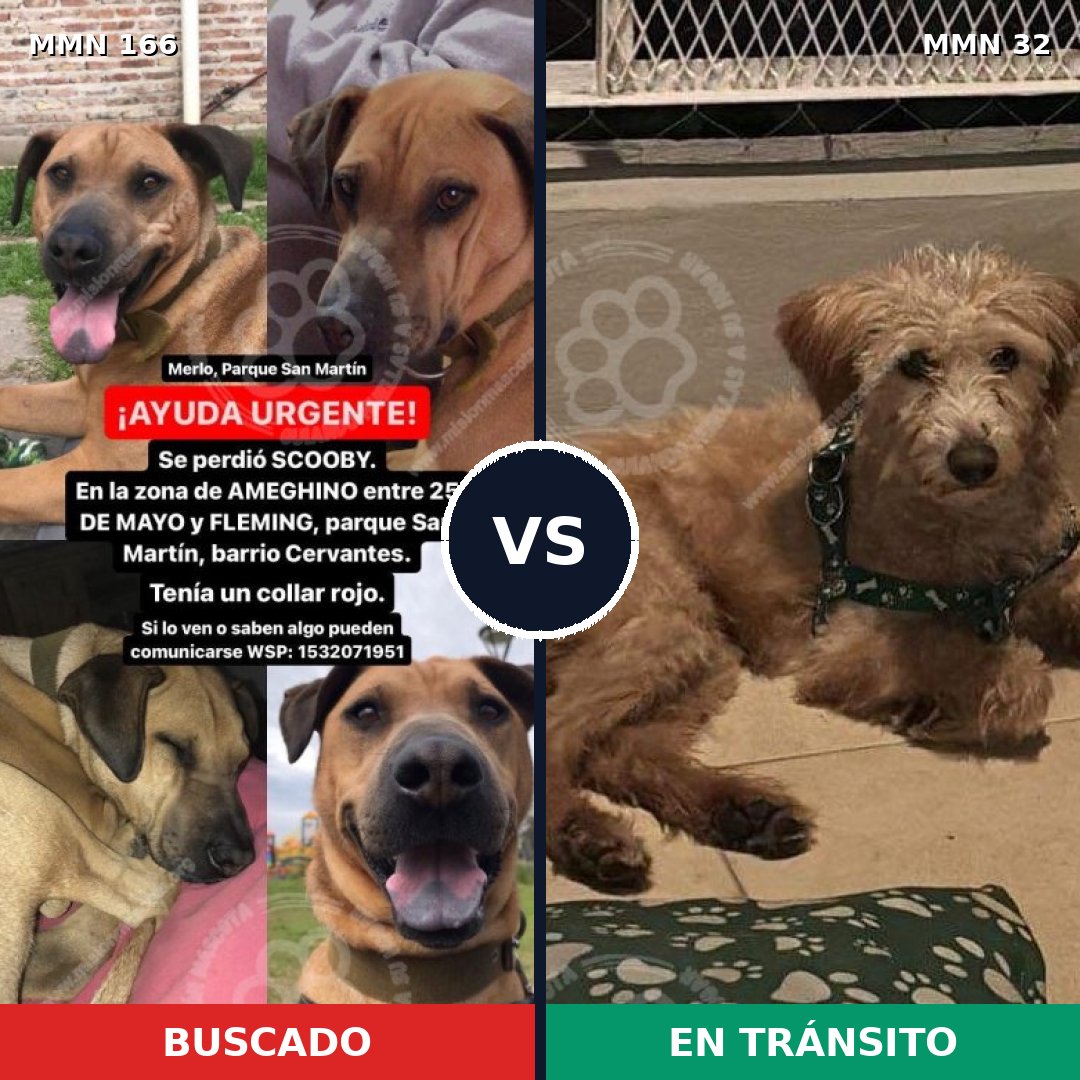 Comparativa MMS 4055: mascota perdida y mascota encontrada, 8% de similitud