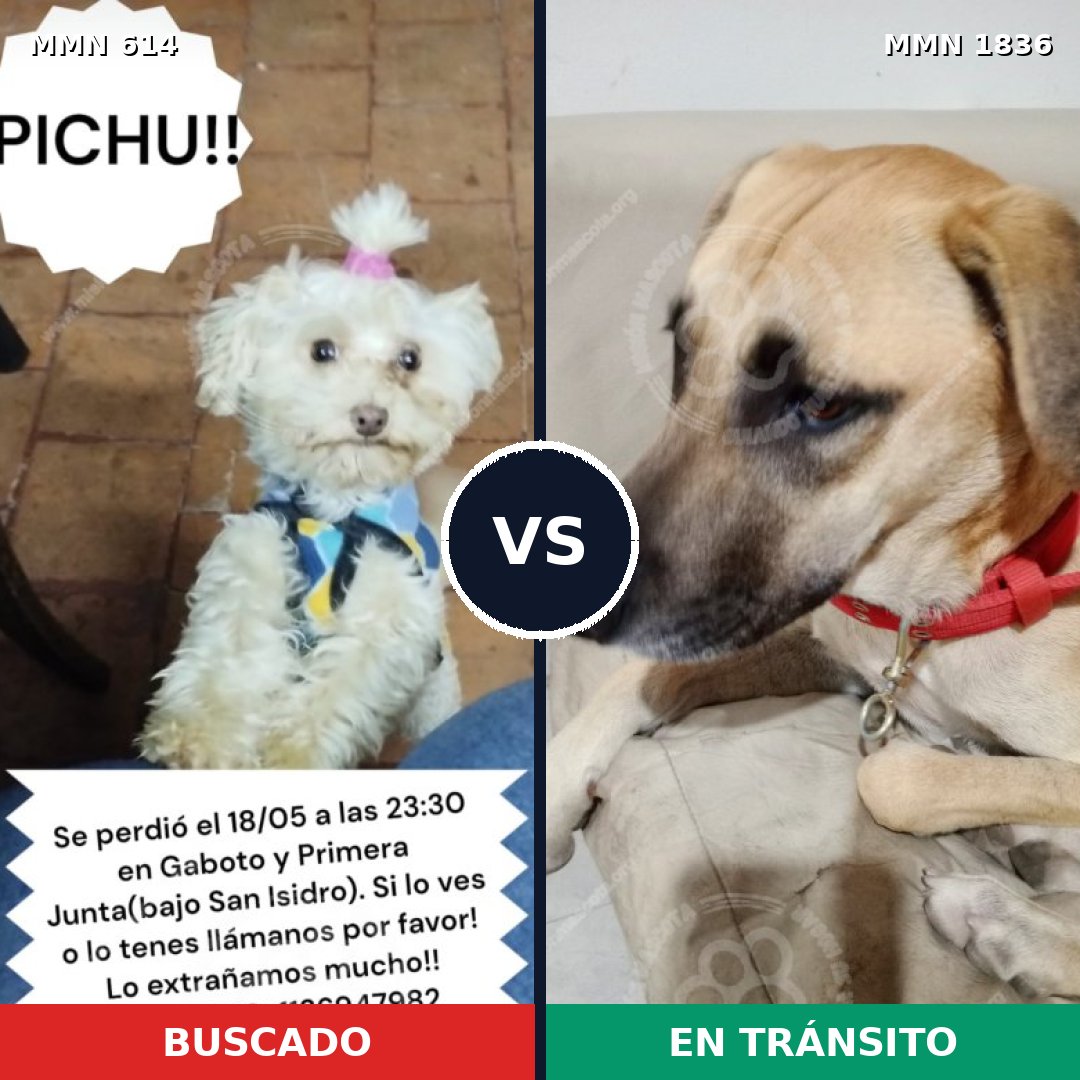 Comparativa MMS 40550: mascota perdida y mascota encontrada, 34% de similitud