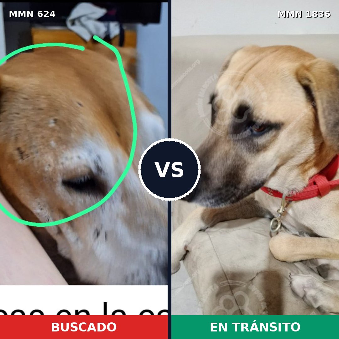 Comparativa MMS 40551: mascota perdida y mascota encontrada, 37% de similitud