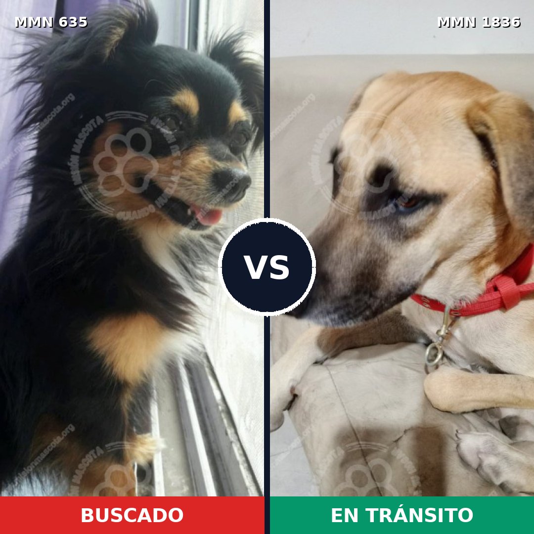 Comparativa MMS 40553: mascota perdida y mascota encontrada, 26% de similitud