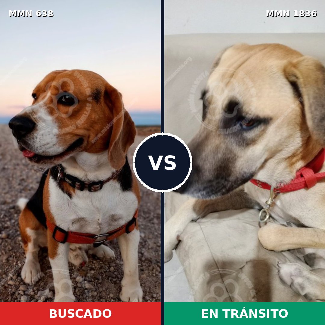 Comparativa MMS 40554: mascota perdida y mascota encontrada, 28% de similitud