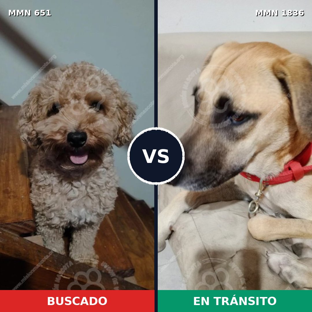 Comparativa MMS 40556: mascota perdida y mascota encontrada, 35% de similitud
