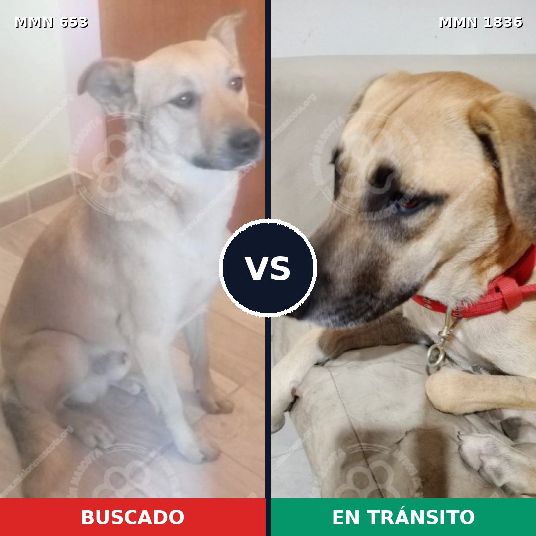 Comparativa MMS 40557: mascota perdida y mascota encontrada, 79% de similitud
