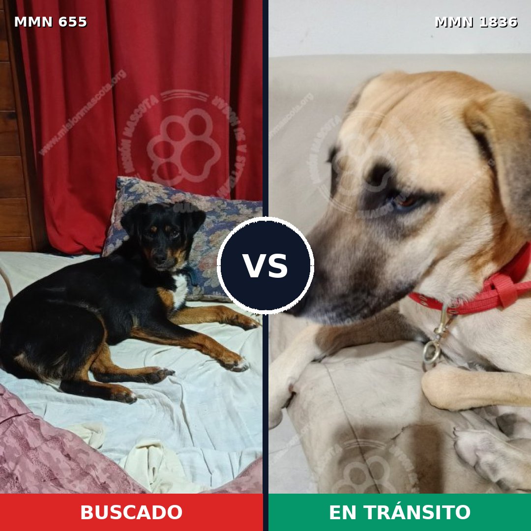 Comparativa MMS 40558: mascota perdida y mascota encontrada, 44% de similitud