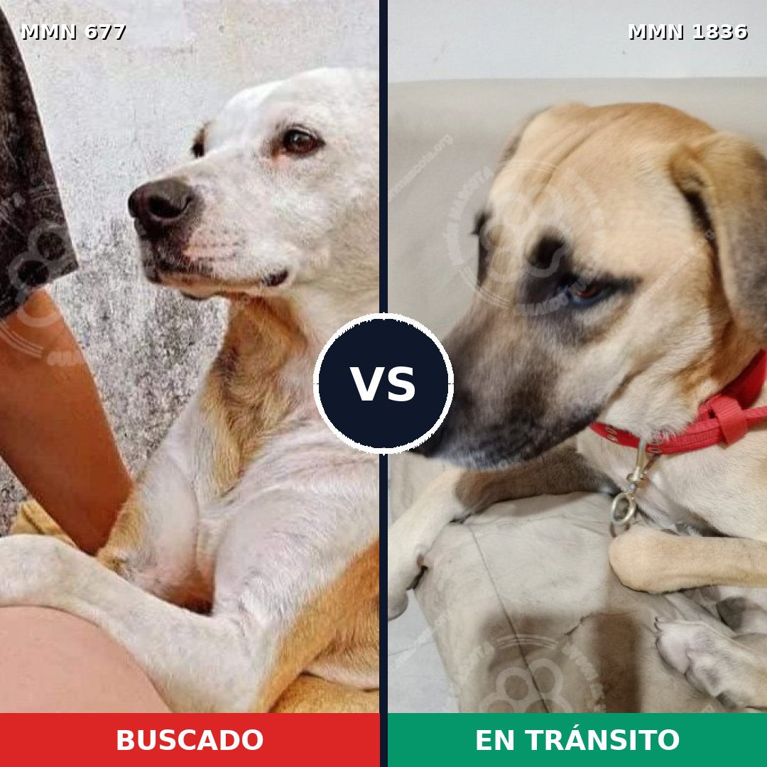 Comparativa MMS 40560: mascota perdida y mascota encontrada, 66% de similitud