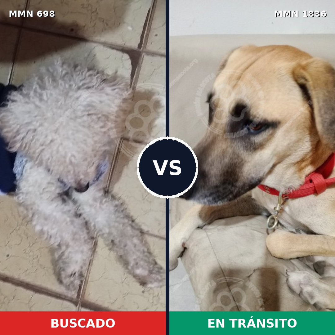 Comparativa MMS 40561: mascota perdida y mascota encontrada, 37% de similitud