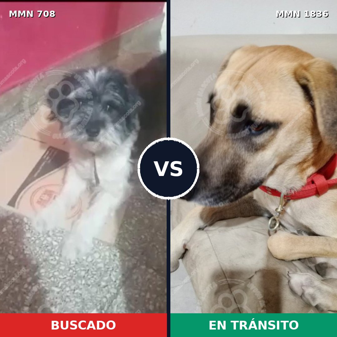 Comparativa MMS 40562: mascota perdida y mascota encontrada, 33% de similitud