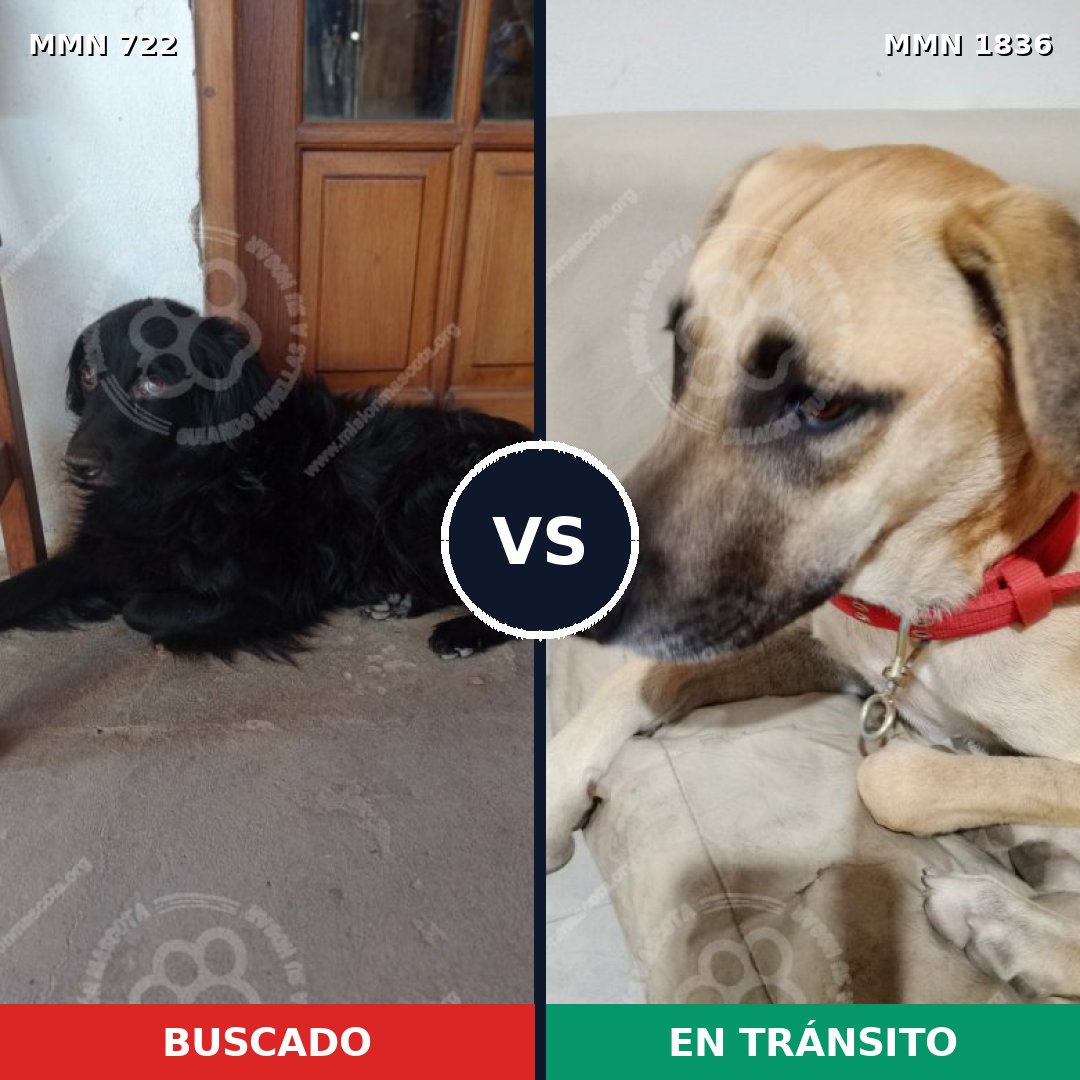 Comparativa MMS 40564: mascota perdida y mascota encontrada, 42% de similitud