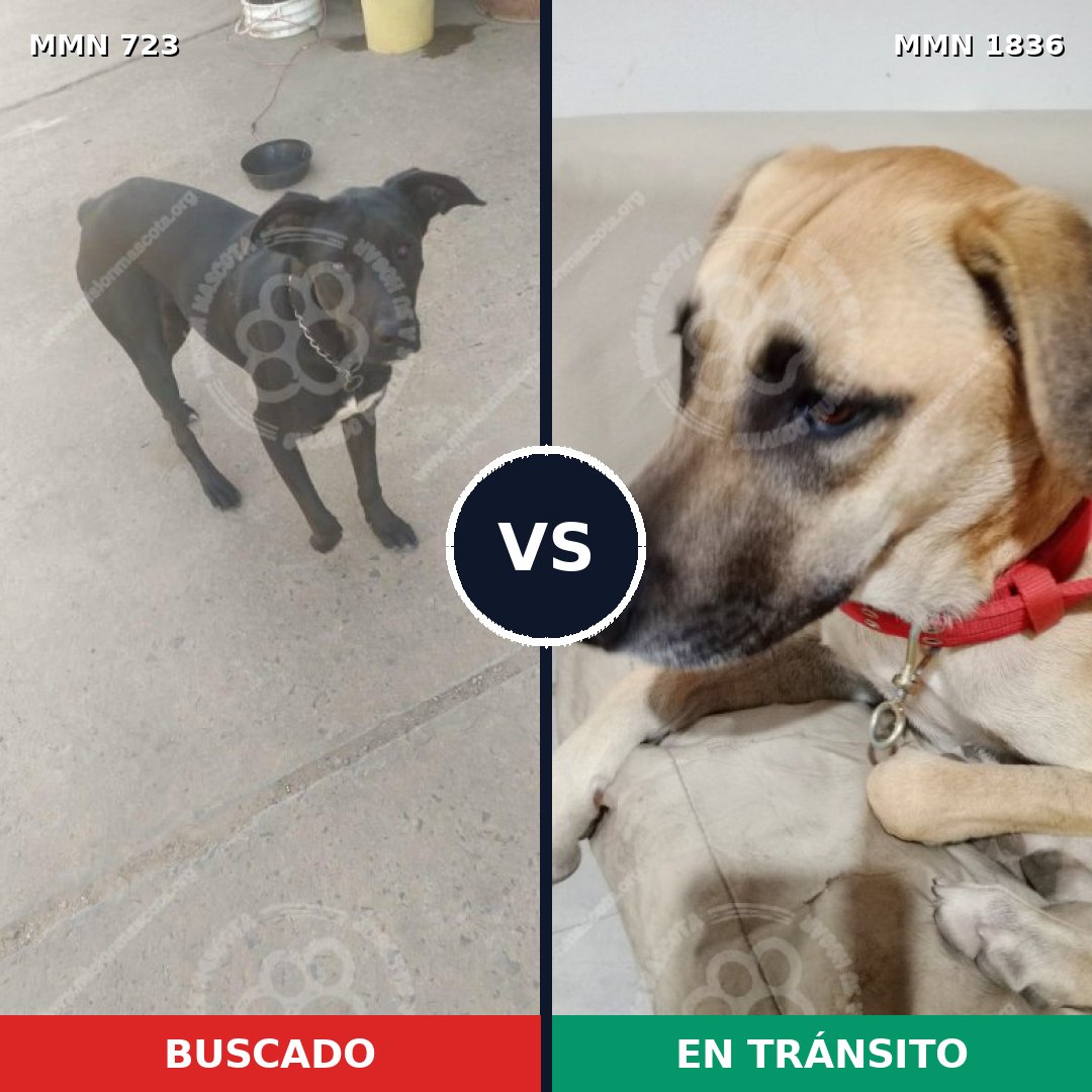 Comparativa MMS 40565: mascota perdida y mascota encontrada, 53% de similitud