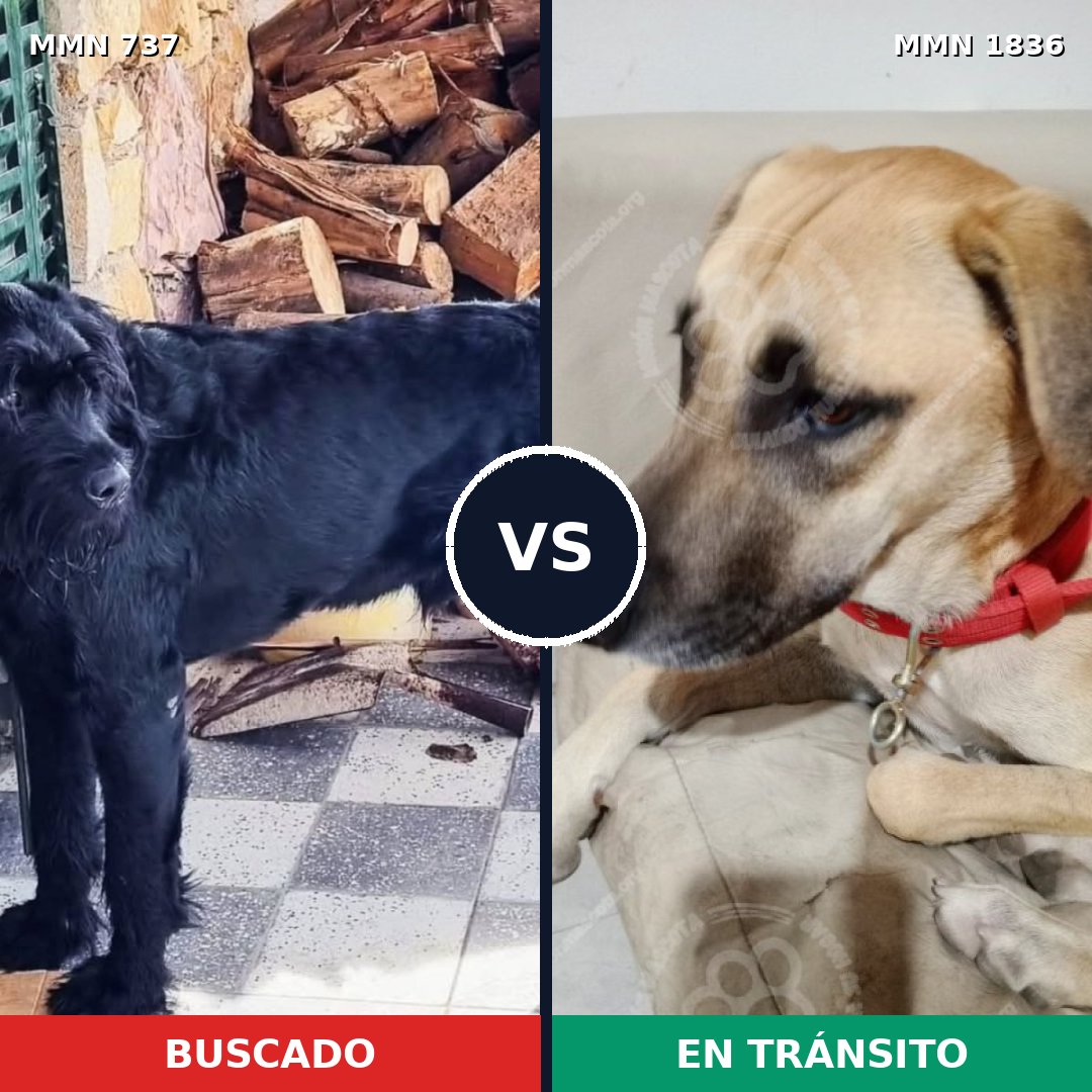 Comparativa MMS 40566: mascota perdida y mascota encontrada, 21% de similitud