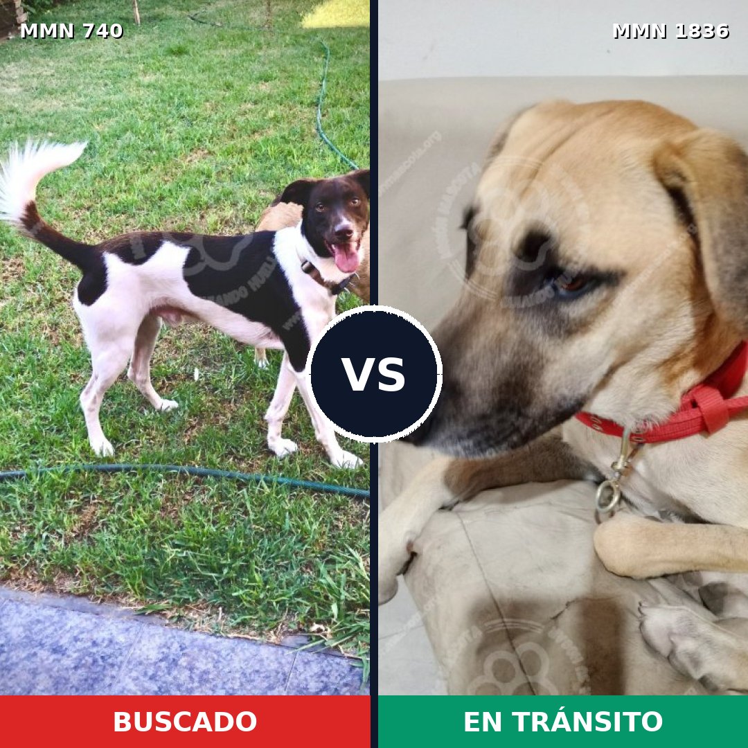 Comparativa MMS 40567: mascota perdida y mascota encontrada, 68% de similitud