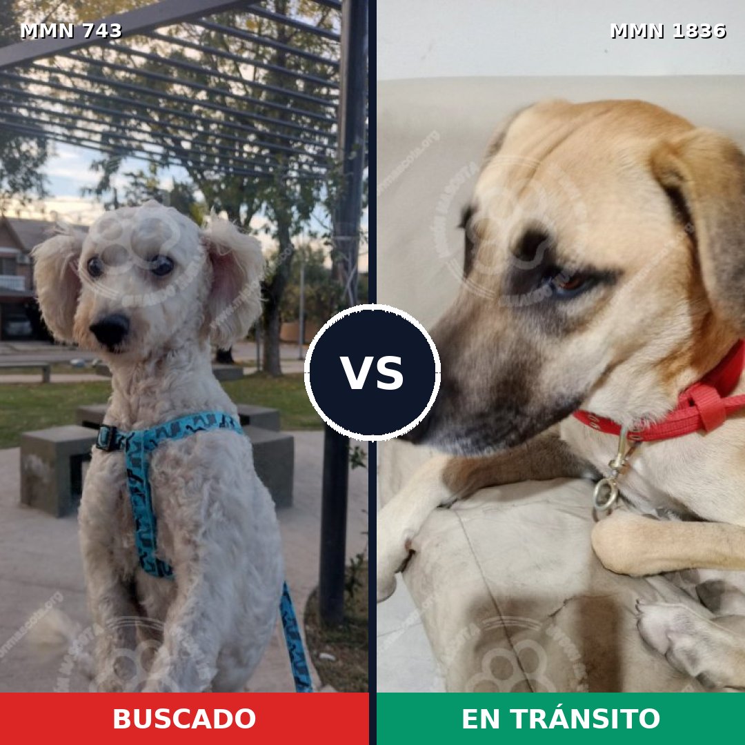 Comparativa MMS 40568: mascota perdida y mascota encontrada, 47% de similitud