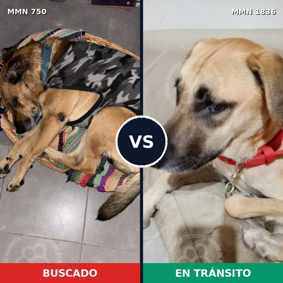 Comparativa MMS 40569: mascota perdida y mascota encontrada, 66% de similitud