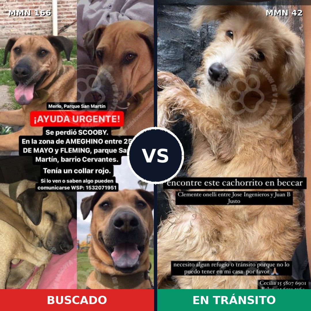 Comparativa MMS 4057: mascota perdida y mascota encontrada, 7% de similitud