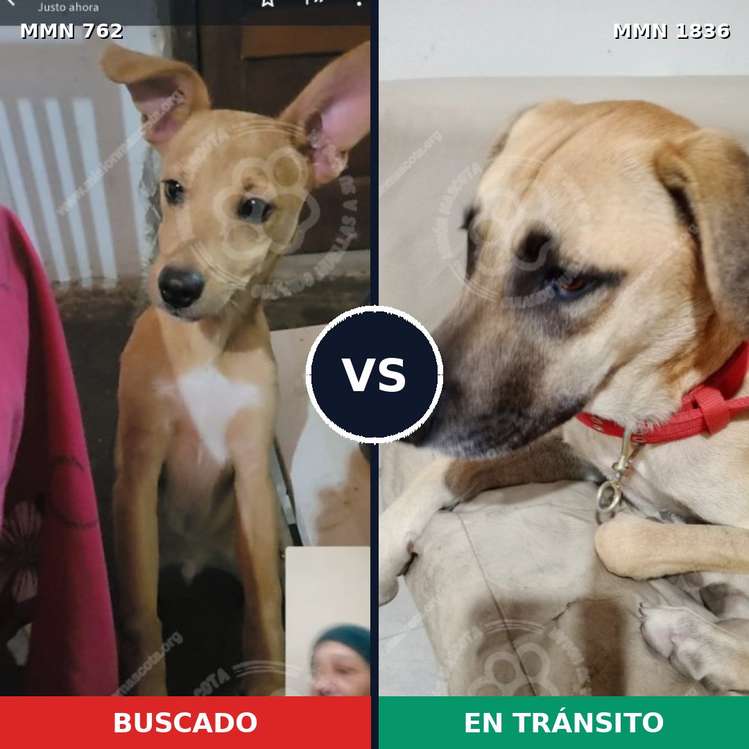 Comparativa MMS 40570: mascota perdida y mascota encontrada, 77% de similitud