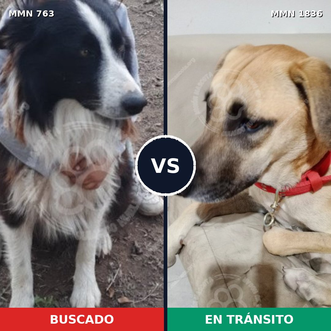 Comparativa MMS 40571: mascota perdida y mascota encontrada, 37% de similitud