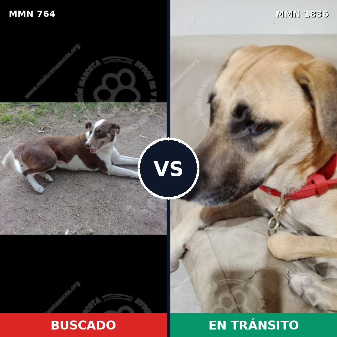 Comparativa MMS 40572: mascota perdida y mascota encontrada, 34% de similitud