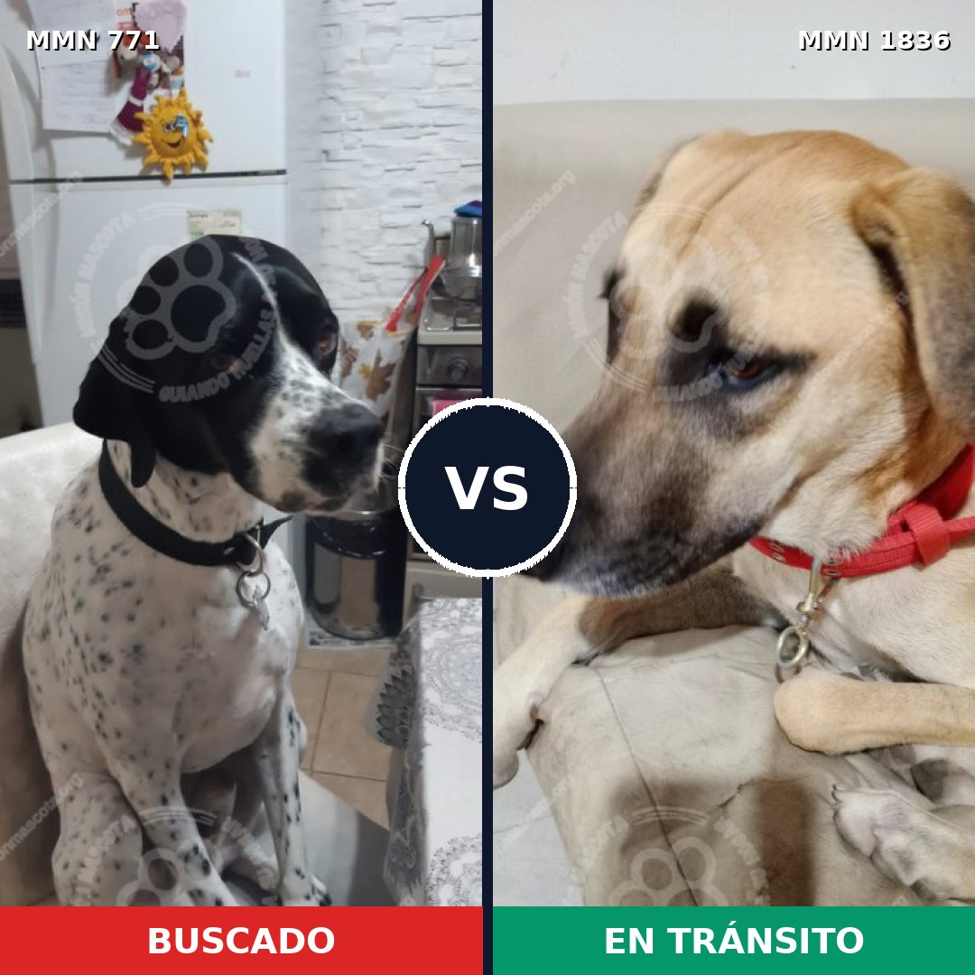 Comparativa MMS 40574: mascota perdida y mascota encontrada, 33% de similitud