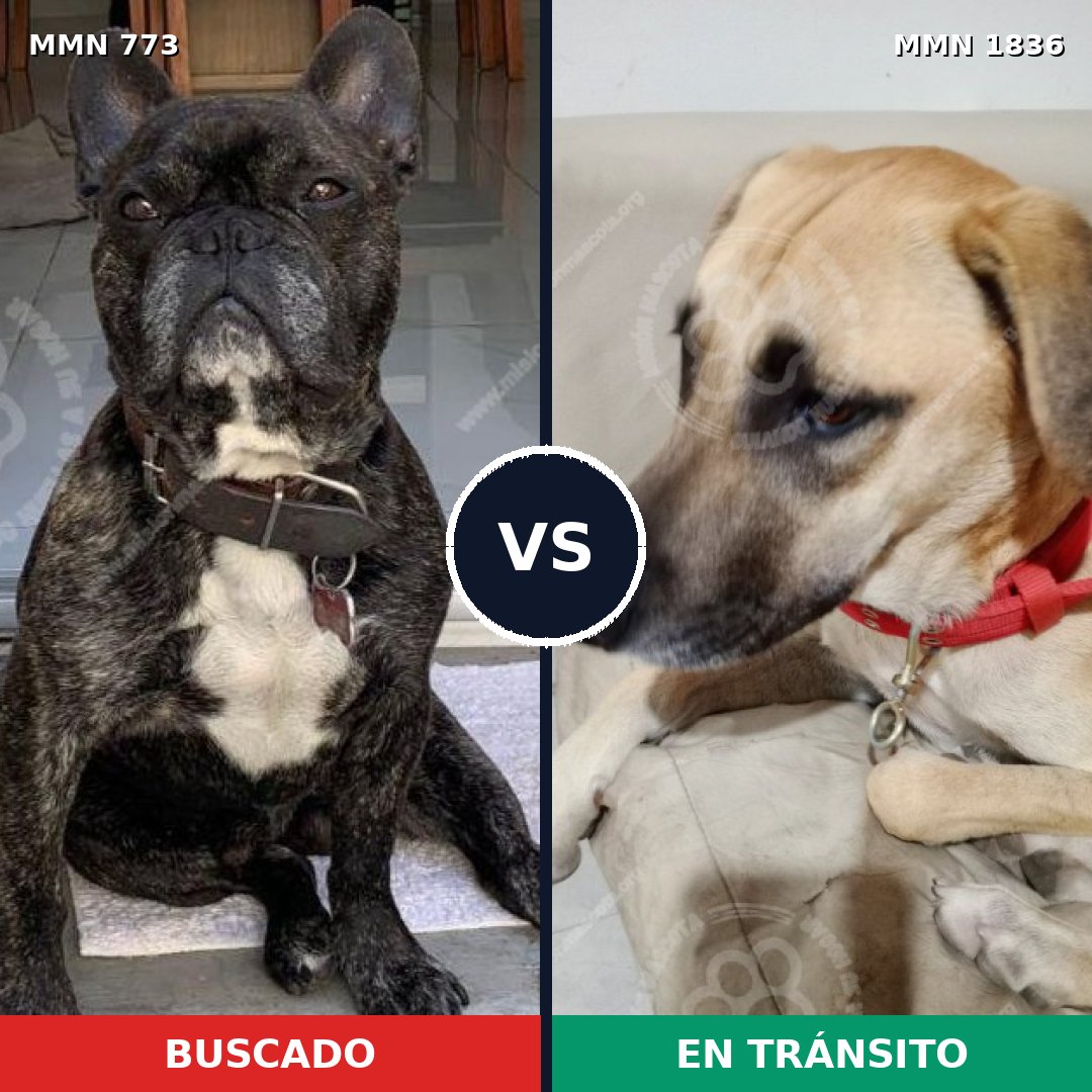 Comparativa MMS 40575: mascota perdida y mascota encontrada, 41% de similitud