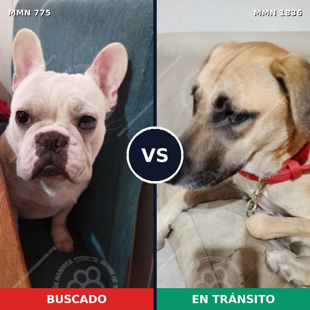 Comparativa MMS 40576: mascota perdida y mascota encontrada, 40% de similitud