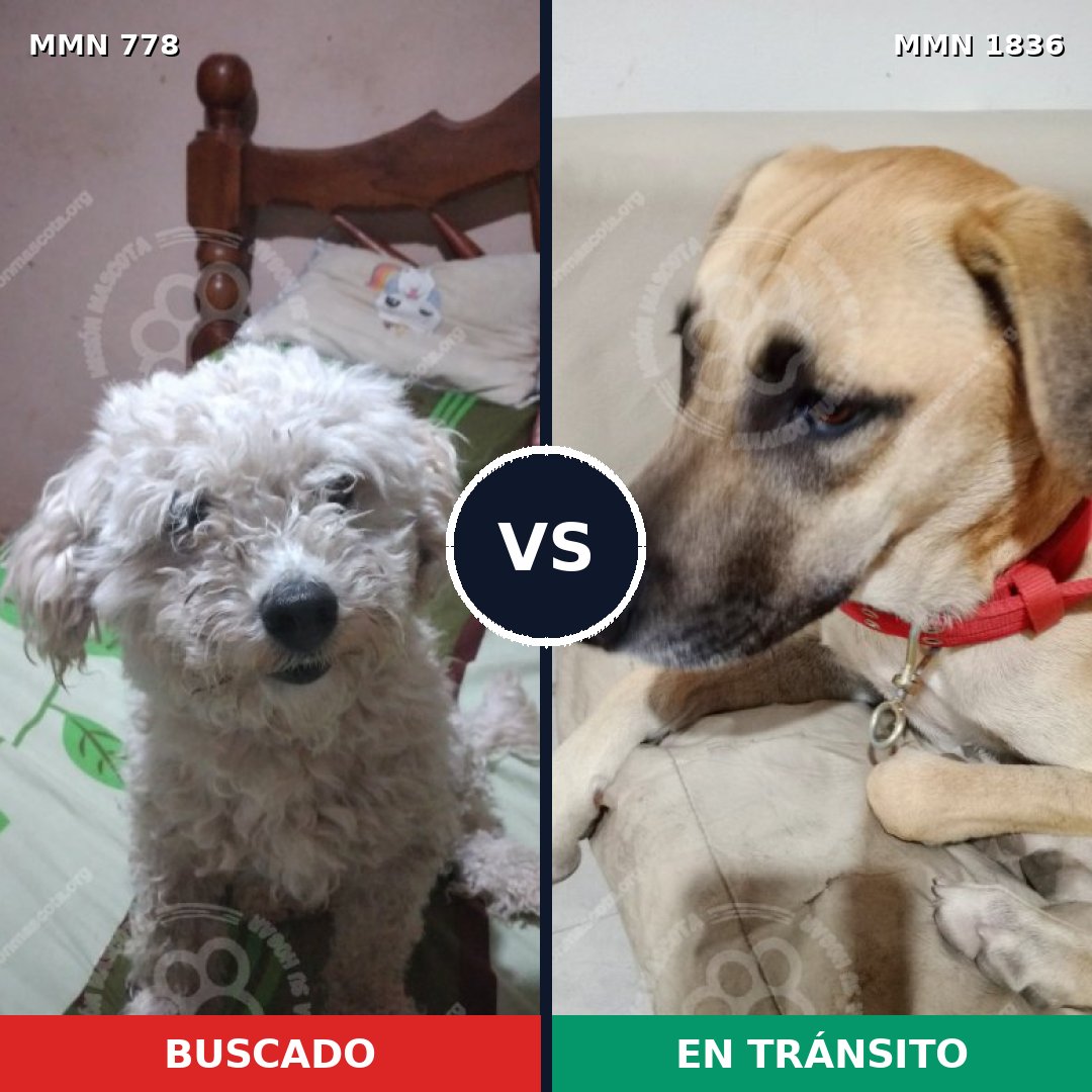 Comparativa MMS 40577: mascota perdida y mascota encontrada, 40% de similitud