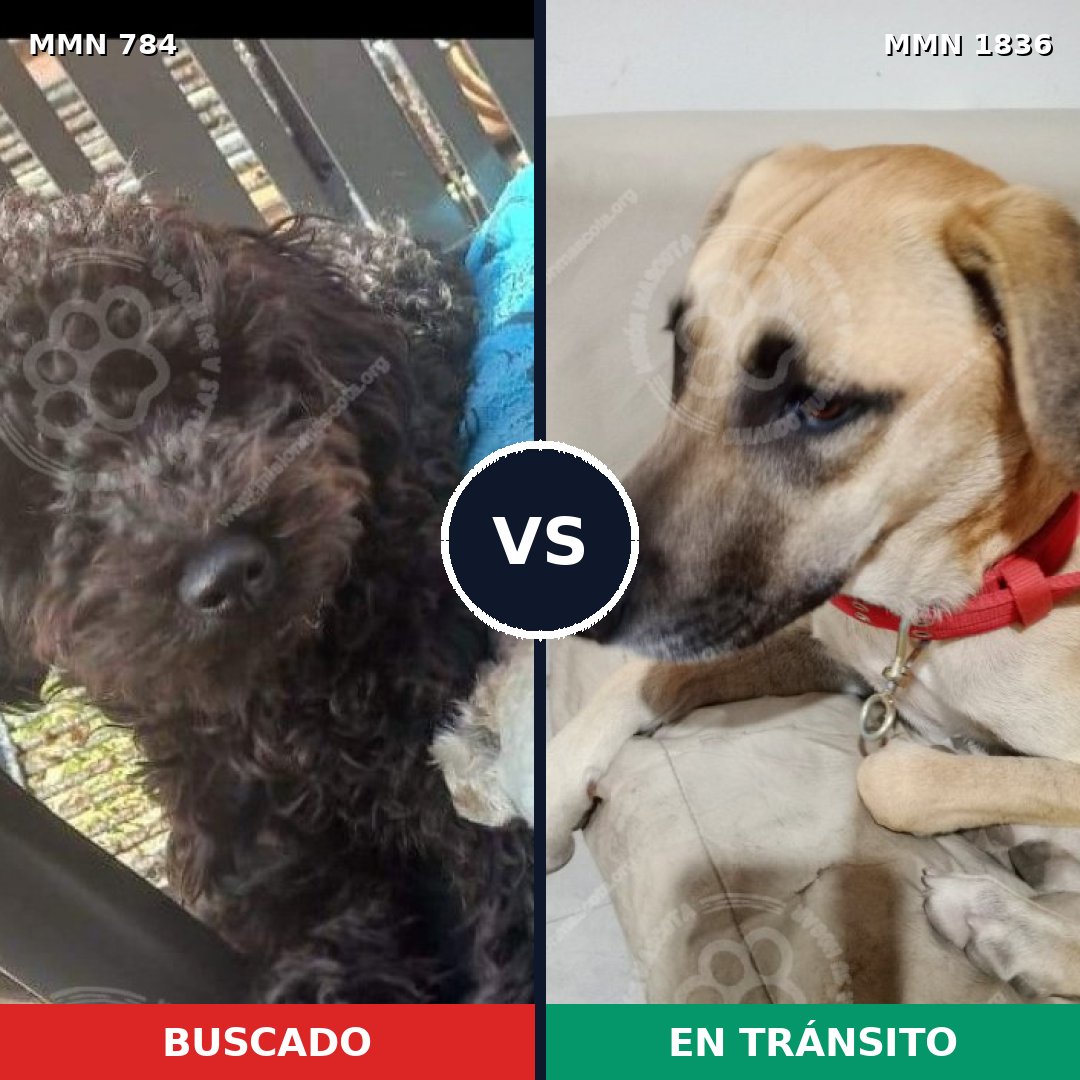 Comparativa MMS 40578: mascota perdida y mascota encontrada, 30% de similitud