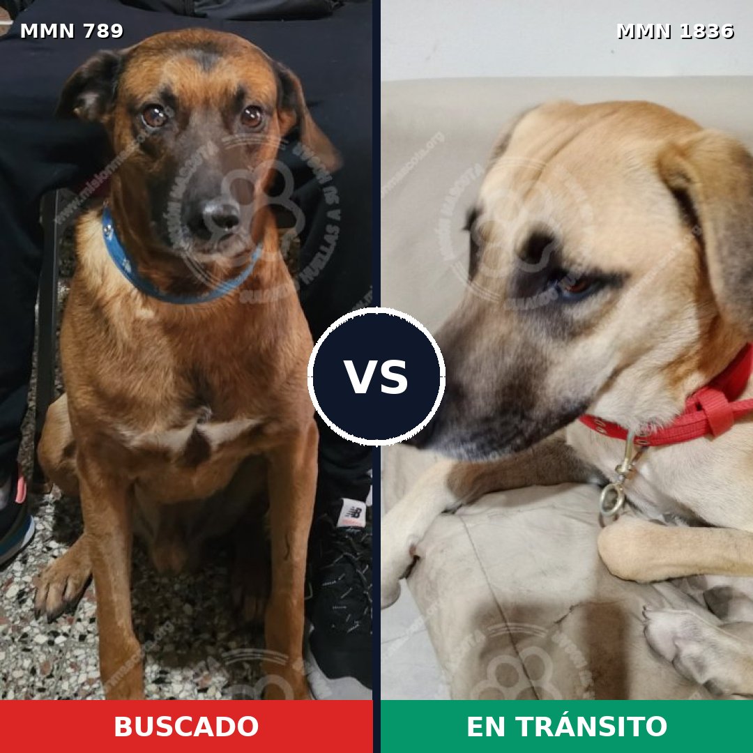 Comparativa MMS 40579: mascota perdida y mascota encontrada, 61% de similitud