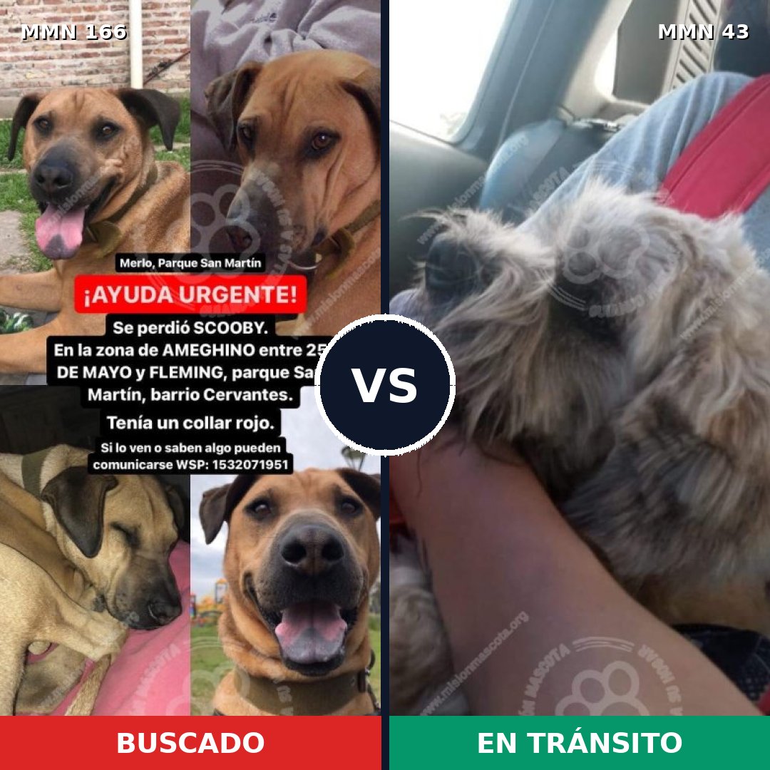 Comparativa MMS 4058: mascota perdida y mascota encontrada, 8% de similitud