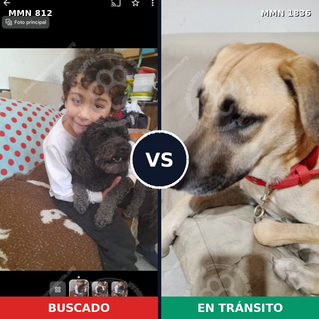 Comparativa MMS 40581: mascota perdida y mascota encontrada, 22% de similitud