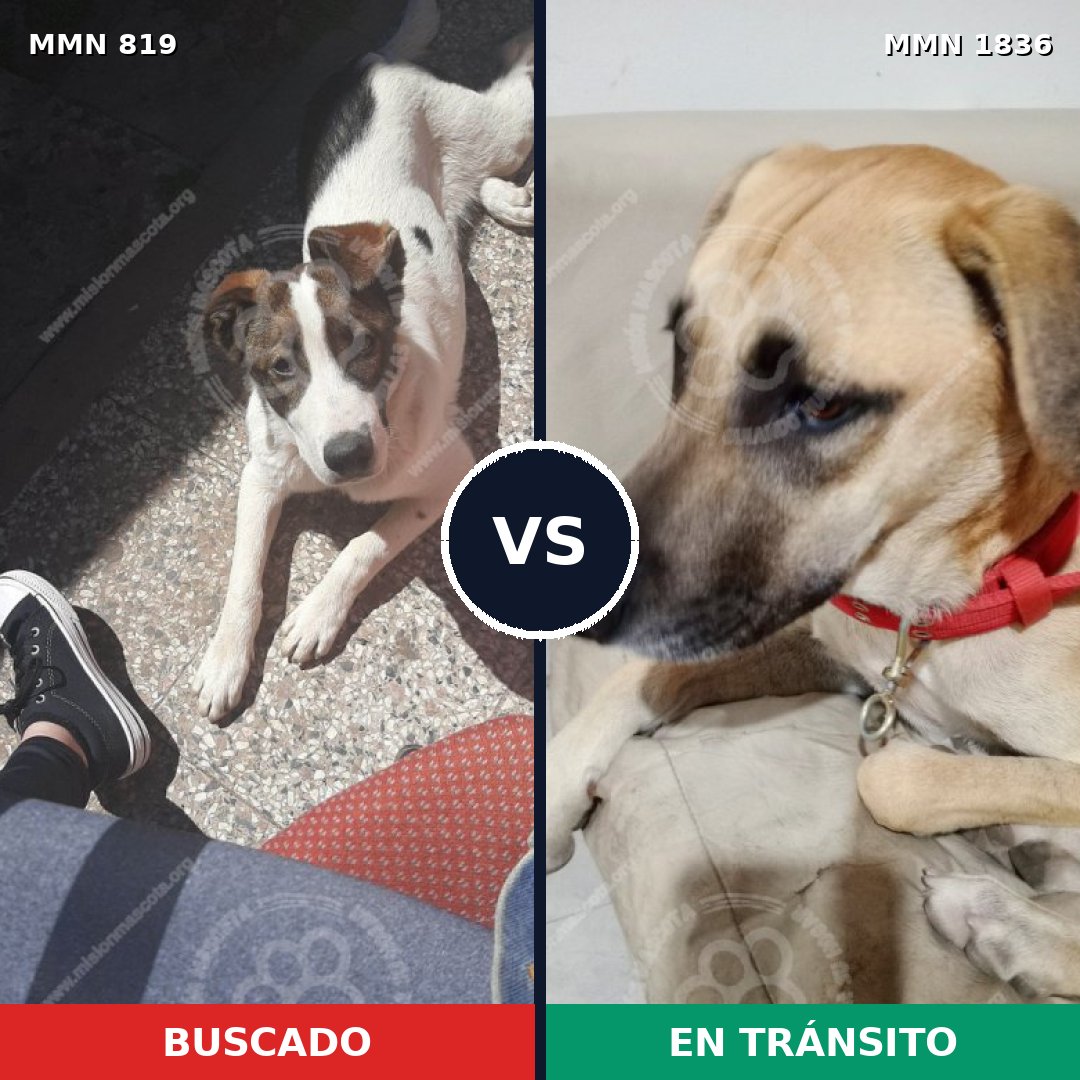 Comparativa MMS 40582: mascota perdida y mascota encontrada, 66% de similitud