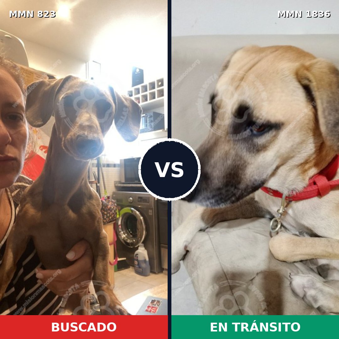 Comparativa MMS 40583: mascota perdida y mascota encontrada, 24% de similitud