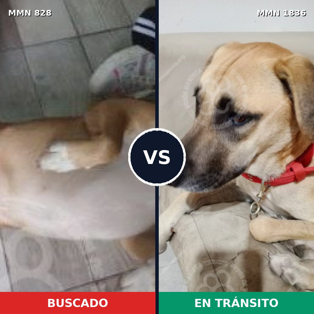 Comparativa MMS 40584: mascota perdida y mascota encontrada, 79% de similitud