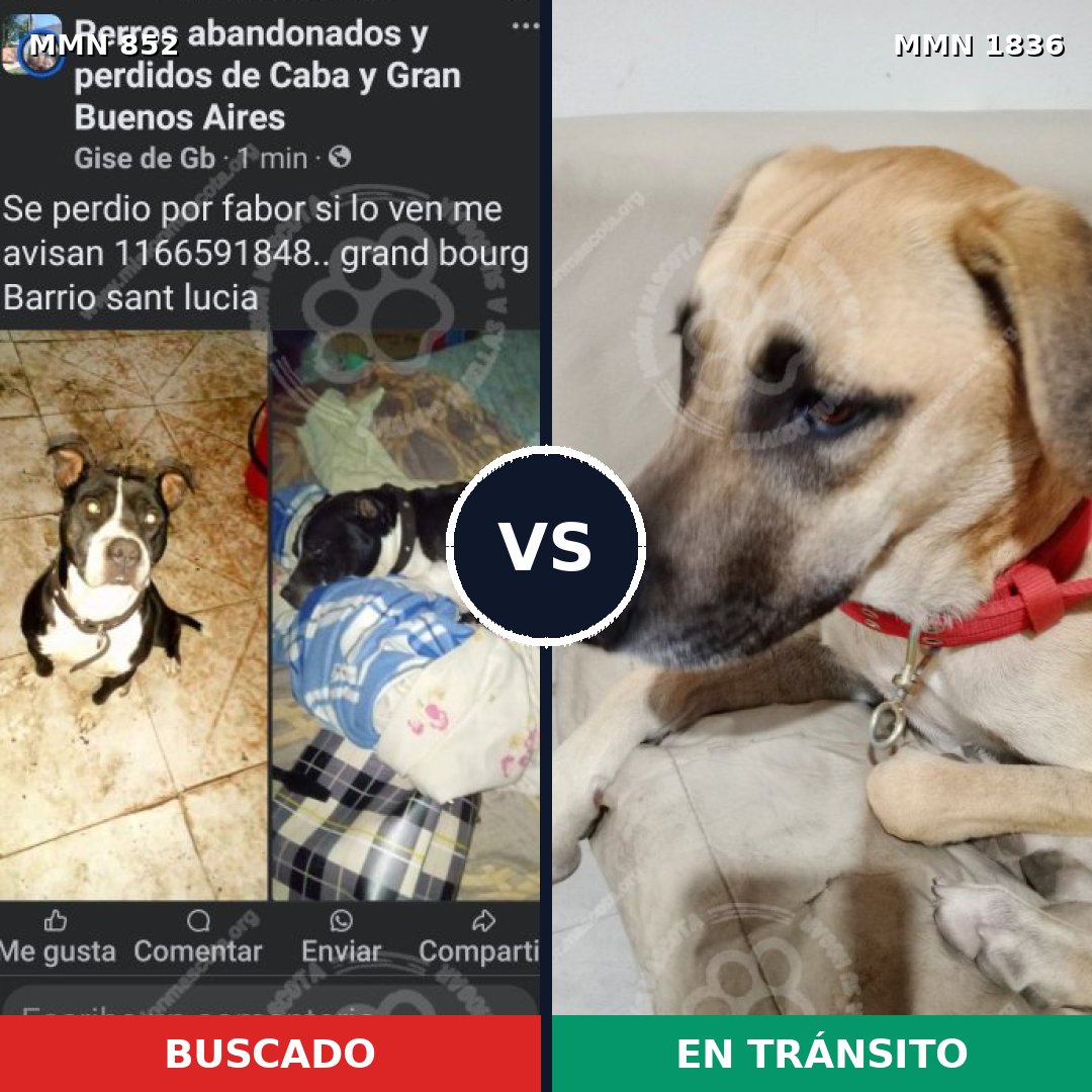 Comparativa MMS 40586: mascota perdida y mascota encontrada, 37% de similitud
