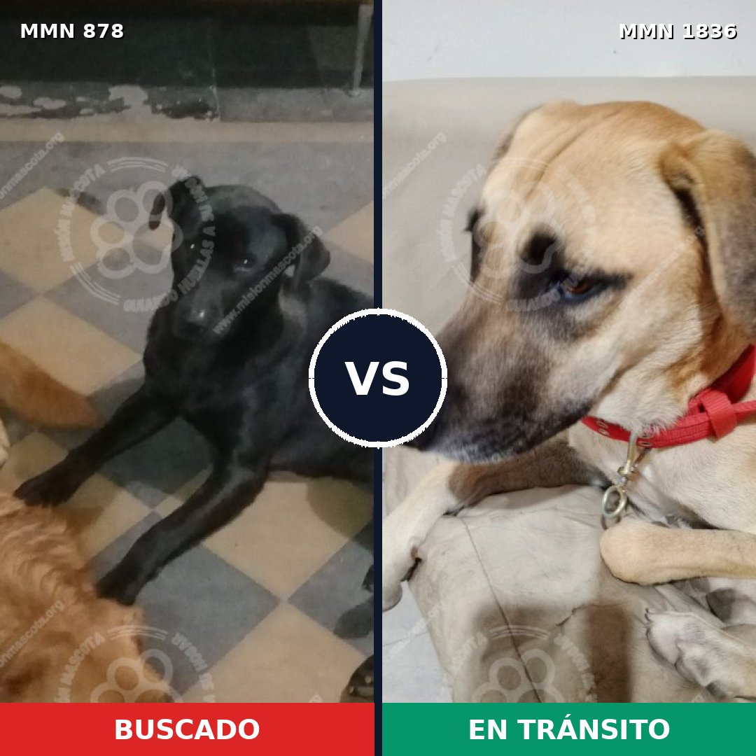 Comparativa MMS 40587: mascota perdida y mascota encontrada, 40% de similitud