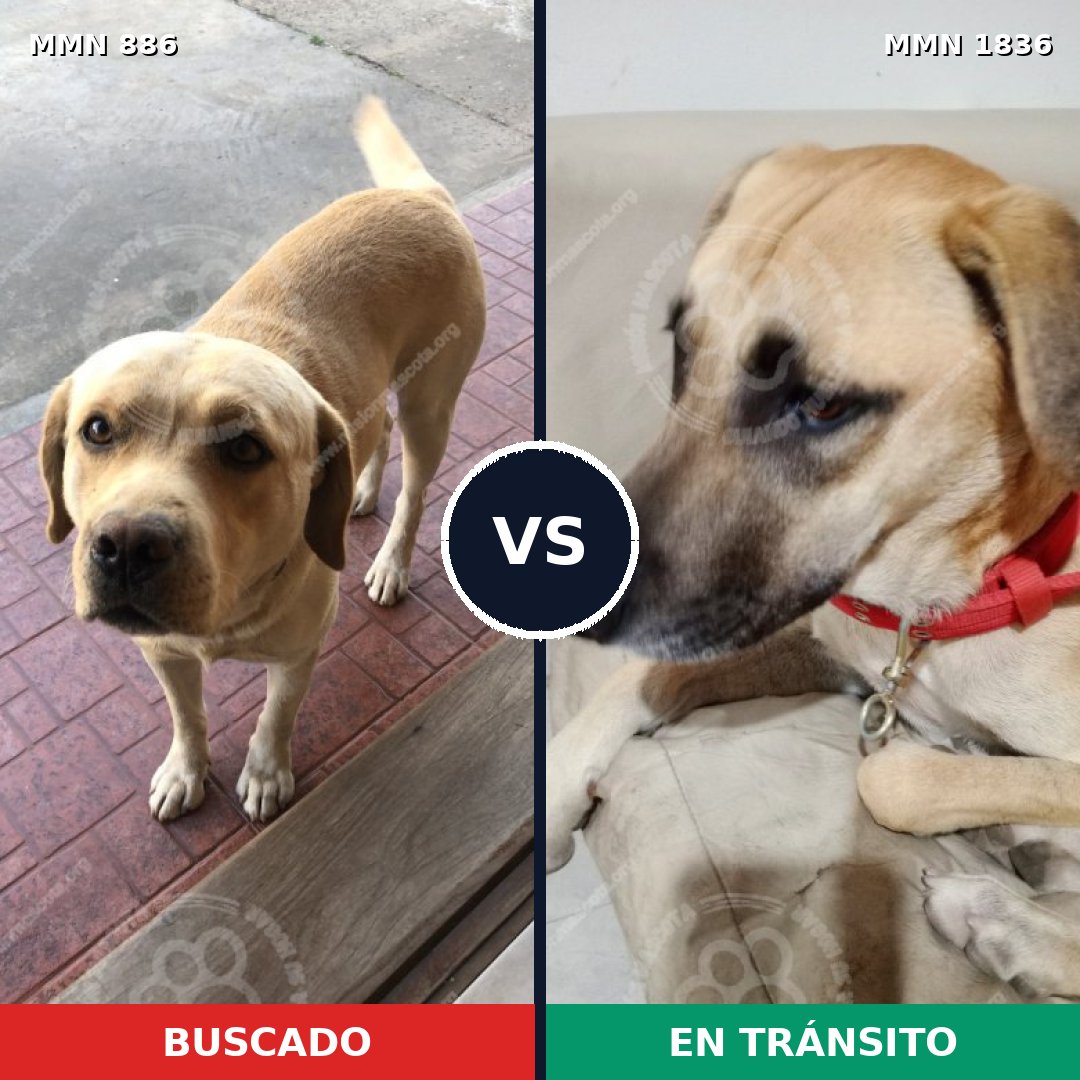 Comparativa MMS 40588: mascota perdida y mascota encontrada, 45% de similitud