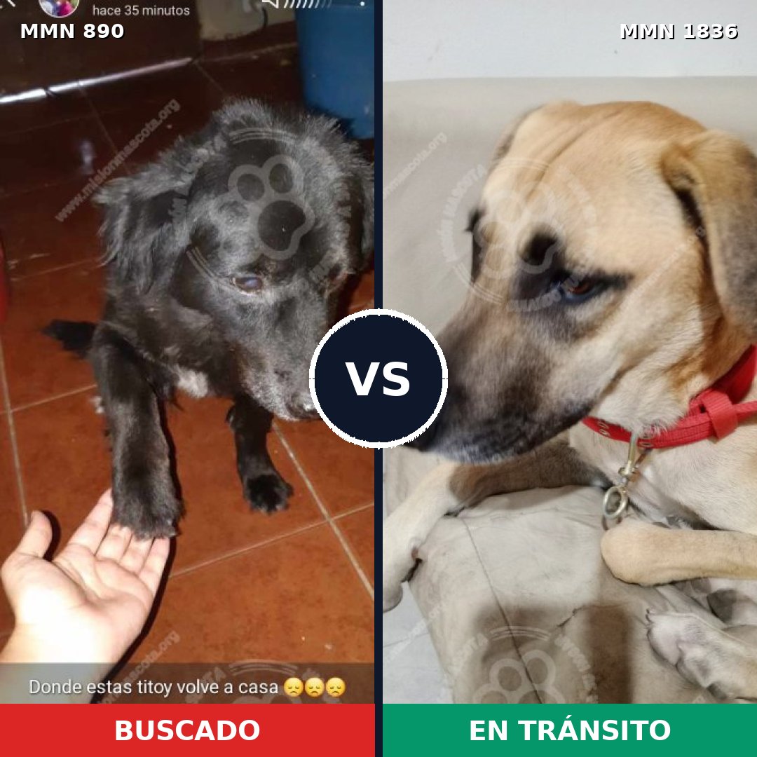 Comparativa MMS 40590: mascota perdida y mascota encontrada, 37% de similitud