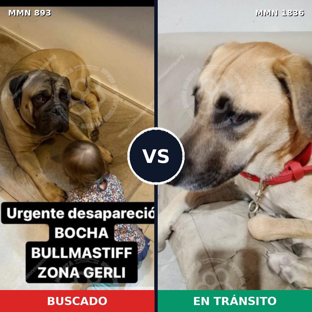 Comparativa MMS 40591: mascota perdida y mascota encontrada, 25% de similitud