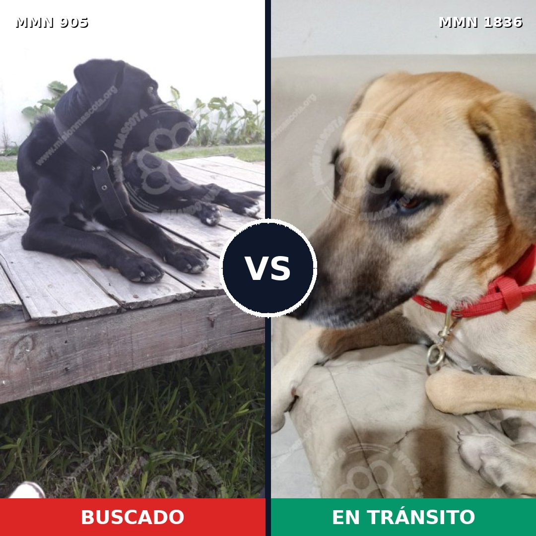 Comparativa MMS 40592: mascota perdida y mascota encontrada, 70% de similitud