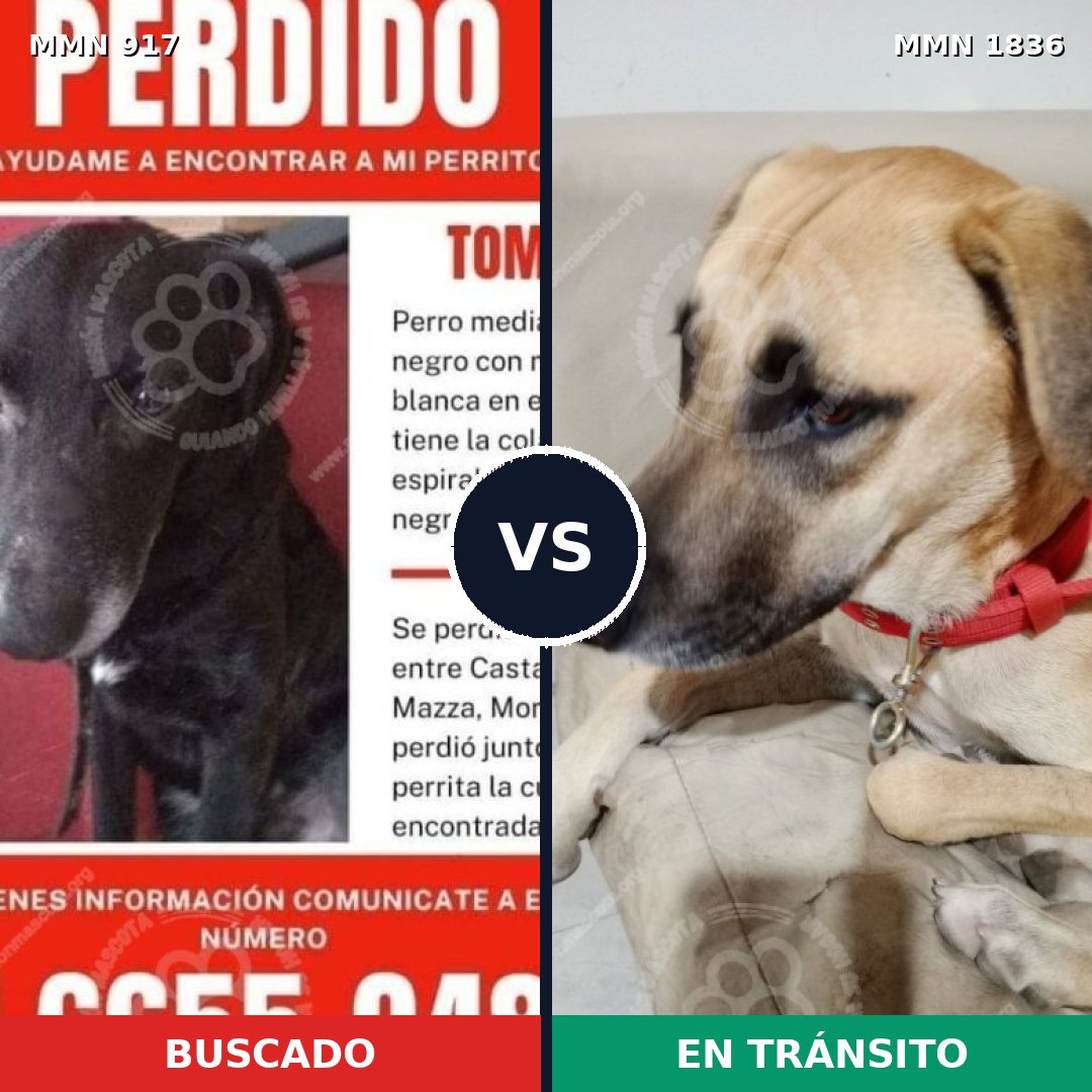 Comparativa MMS 40593: mascota perdida y mascota encontrada, 47% de similitud