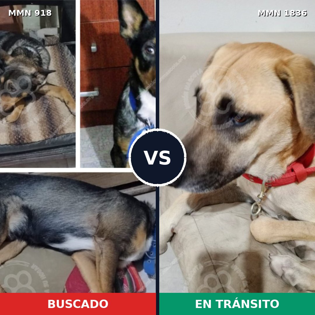 Comparativa MMS 40594: mascota perdida y mascota encontrada, 48% de similitud