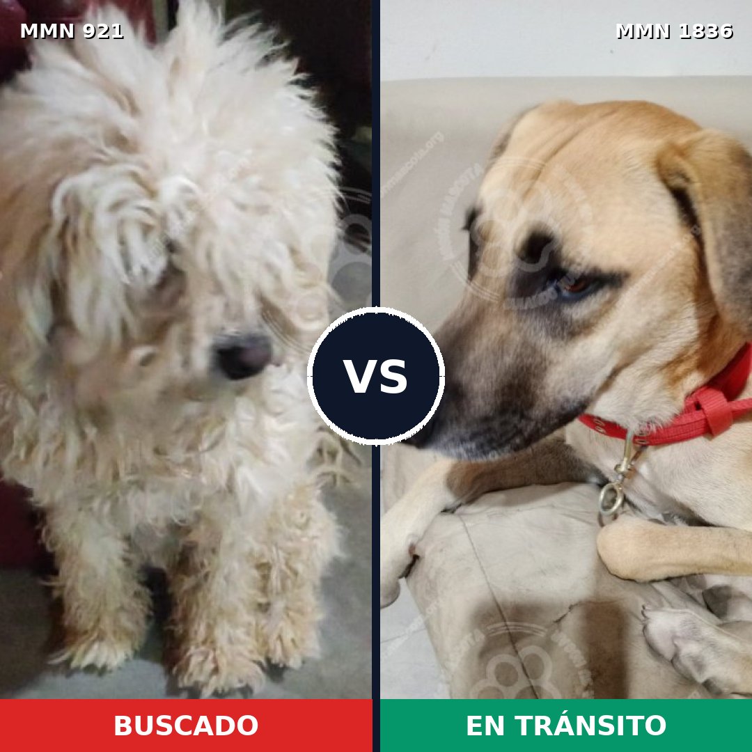 Comparativa MMS 40597: mascota perdida y mascota encontrada, 29% de similitud