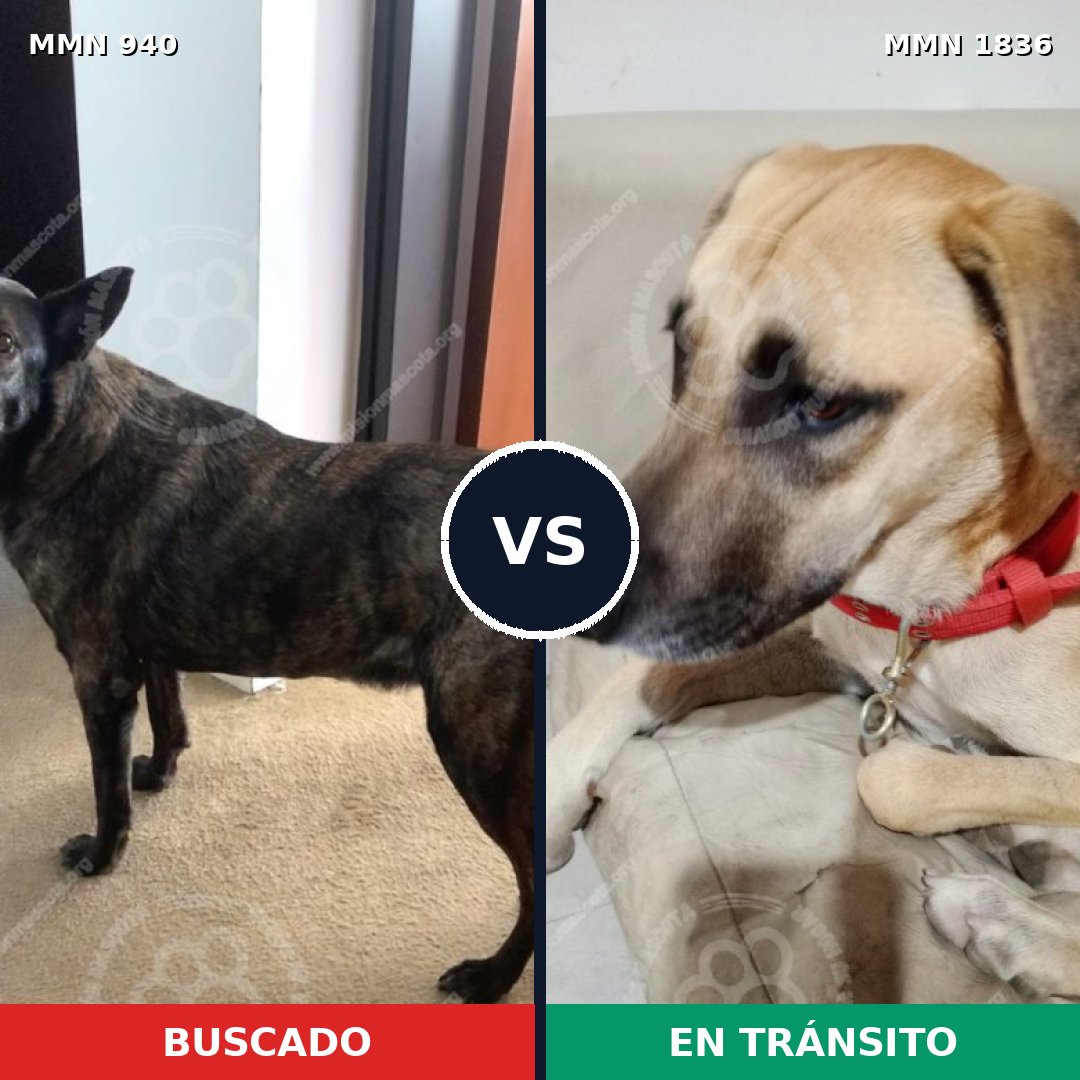 Comparativa MMS 40599: mascota perdida y mascota encontrada, 54% de similitud